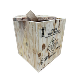 Caja anatómica 31L clase 6...